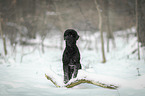 Royal Standard Poodle