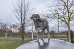 Royal Standard Poodle gives paw