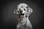 Royal Standard Poodle Portrait