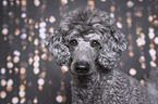 Royal Standard Poodle Portrait