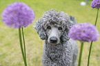 Royal Standard Poodle Portrait