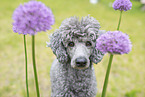 Royal Standard Poodle Portrait