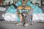 Royal Standard Poodle takes a bow