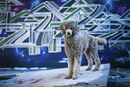 Royal Standard Poodle