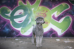 Royal Standard Poodle