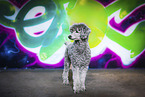 Royal Standard Poodle