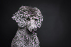 Royal Standard Poodle Portrait