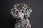 Royal Standard Poodle Portrait