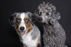 2 dogs