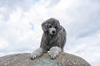 Royal Standard Poodle takes a bow