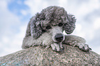 lying Royal Standard Poodle