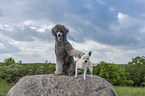2 dogs