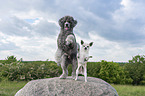 2 dogs