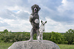 2 dogs