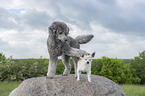 2 dogs