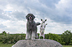 2 dogs