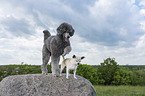 2 dogs