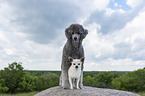 2 dogs