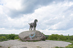 Royal Standard Poodle