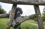 Royal Standard Poodle