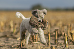 male Royal Standard Poodle