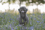male Standard Poodle