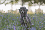 male Standard Poodle