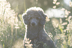 male Standard Poodle