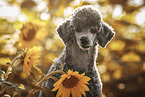 male Standard Poodle