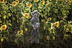 male Standard Poodle