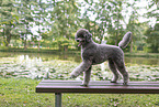 male Standard Poodle