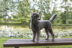 male Standard Poodle