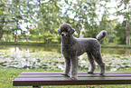 male Standard Poodle