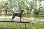 male Standard Poodle