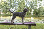 male Standard Poodle