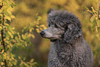 male Standard Poodle
