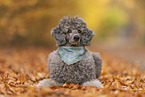 male Standard Poodle