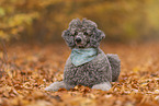 male Standard Poodle