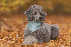 male Standard Poodle