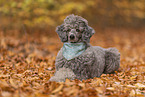 male Standard Poodle