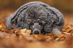 male Standard Poodle