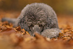 male Standard Poodle