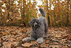 male Standard Poodle