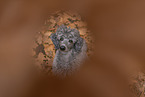 male Standard Poodle