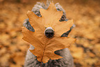 male Standard Poodle