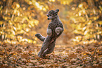 male Standard Poodle