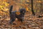 male Standard Poodle