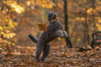 male Standard Poodle