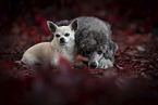 2 dogs