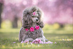 female Royal Standard Poodle